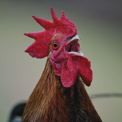 Rooster Calling